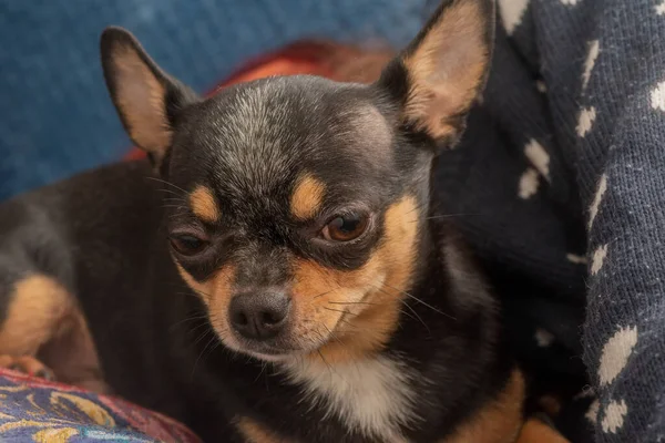 Chihuahua Num Sofá Azul Closeup Retrato Pequeno Engraçado Mini Chihuahua — Fotografia de Stock