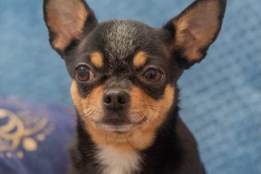 Mavi bir kanepede Chihuahua. Küçük komik bir chihuahua köpeğinin yakın plan portresi.