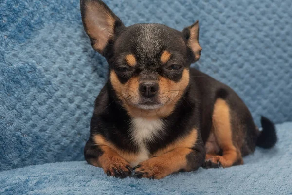 Chihuahua Niebieskiej Kanapie Zbliżenie Portret Małego Zabawnego Psa Mini Chihuahua — Zdjęcie stockowe