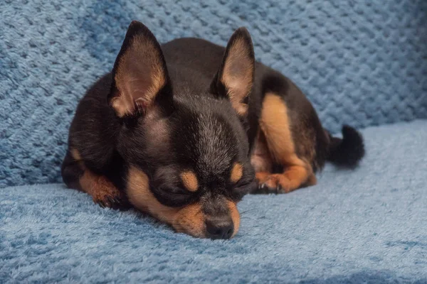 Chihuahua Egy Kék Kanapén Szoros Portré Kis Vicces Mini Chihuahua — Stock Fotó