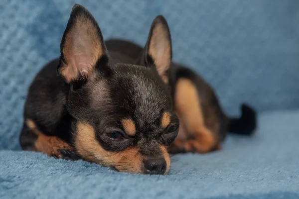 Chihuahua Een Blauwe Bank Close Portret Van Kleine Grappige Mini — Stockfoto