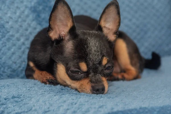 Mavi Bir Kanepede Chihuahua Küçük Komik Bir Chihuahua Köpeğinin Yakın — Stok fotoğraf