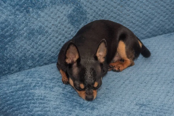 Chihuahua Blå Soffa Närbild Porträtt Små Roliga Mini Chihuahua Hund — Stockfoto