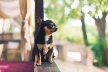 Pencere kenarında Chihuahua köpeği. Evcil hayvan sahibini pencerede bekliyor. Köpek üç renkli. köpek