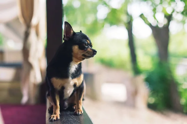Chihuahua Perro Alféizar Ventana Mascotas Esperando Dueño Junto Ventana Perro — Foto de Stock