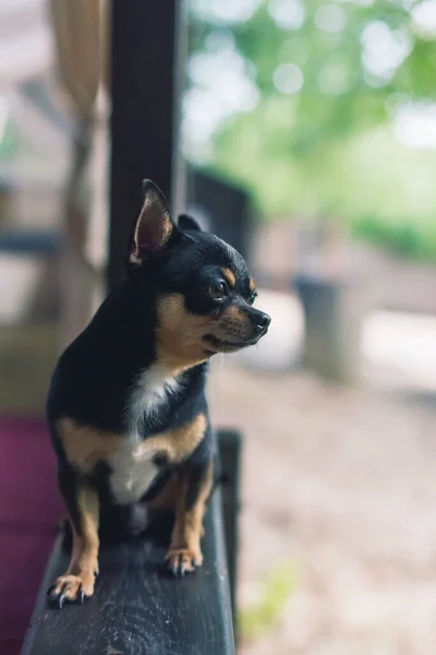 Chihuahua Perro Alféizar Ventana Mascotas Esperando Dueño Junto Ventana Perro — Foto de Stock