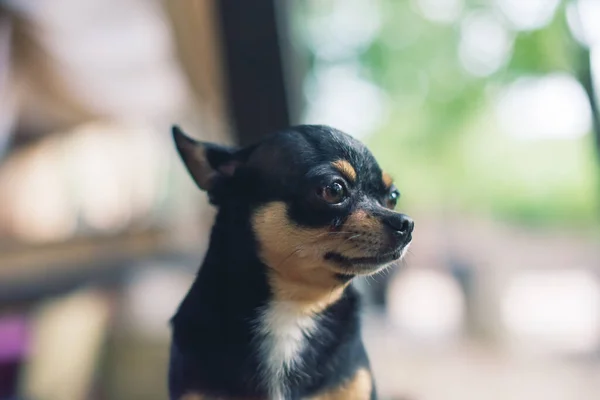 Pies Chihuahua Parapecie Pet Czeka Swojego Właściciela Przy Oknie Pies — Zdjęcie stockowe