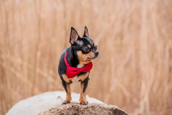 Hondenhond Chihuahua Loopt Straat Chihuahua Hond Voor Een Wandeling Hond — Stockfoto