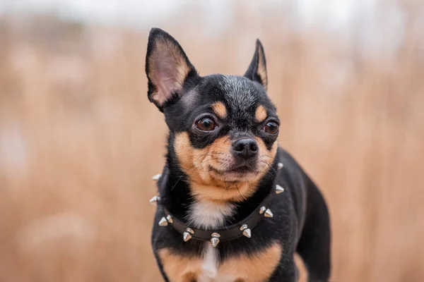 Hundvalp Chihuahua Går Gatan Chihuahua Hund För Promenad Hund Höstpromenader — Stockfoto