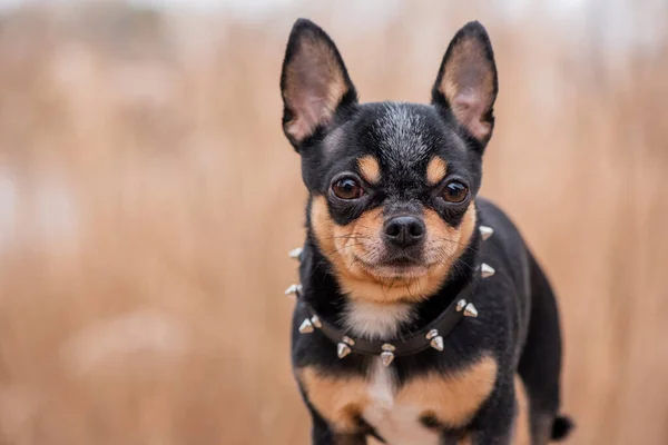 Hondenhond Chihuahua Loopt Straat Chihuahua Hond Voor Een Wandeling Hond — Stockfoto