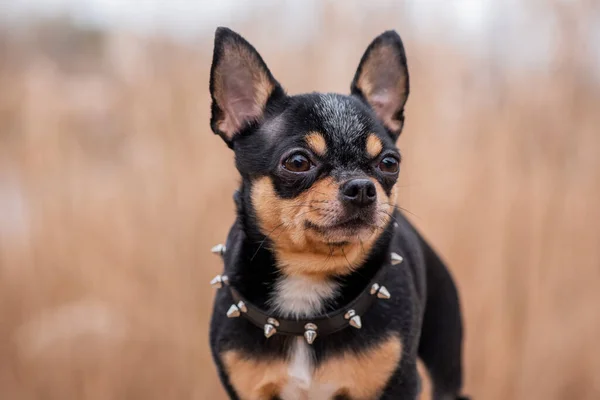 Pet Σκυλί Chihuahua Βόλτες Στο Δρόμο Σκυλί Τσιουάουα Για Βόλτα — Φωτογραφία Αρχείου