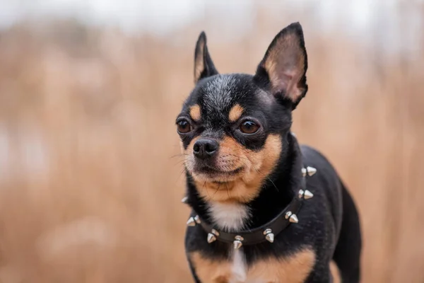 Pet dog Chihuahua walks on the street. Chihuahua dog for a walk. Dog in the autumn walks in the park