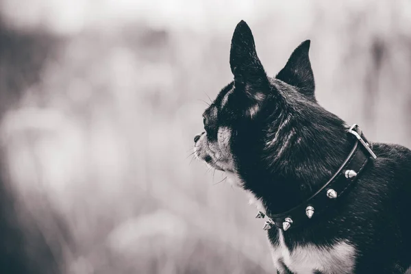 Hundvalp Chihuahua Går Gatan Chihuahua Hund För Promenad Hund Höstpromenader — Stockfoto