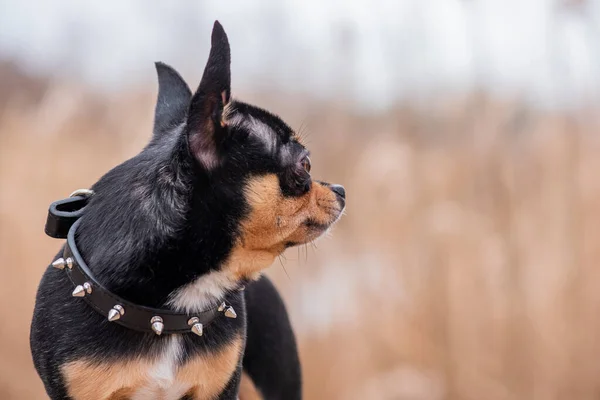 Cane Compagnia Chihuahua Cammina Strada Cane Chihuahua Una Passeggiata Cane — Foto Stock