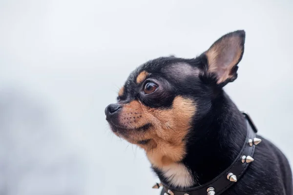 Cão Estimação Chihuahua Caminha Rua Chihuahua Cão Para Uma Caminhada — Fotografia de Stock