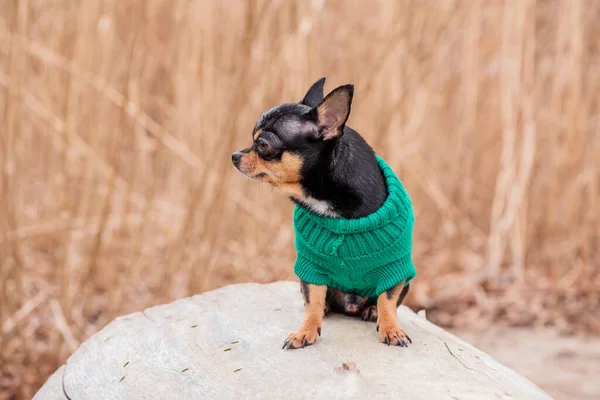 Pet dog Chihuahua walks on the street. Chihuahua dog for a walk. Dog in the autumn walks in the park