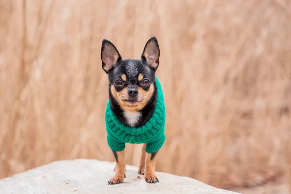 Pet dog Chihuahua walks on the street. Chihuahua dog for a walk. Dog in the autumn walks in the park