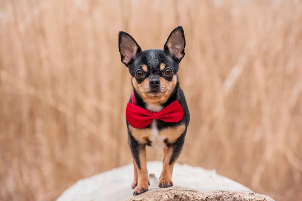 Hondenhond Chihuahua Loopt Straat Chihuahua Hond Voor Een Wandeling Hond — Stockfoto