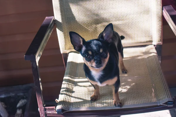 椅子付きの屋外カフェでかわいいChihuahua若い犬 夏の朝の太陽の明るい効果 — ストック写真