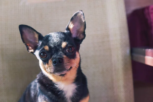 Drăguţ Chihuahua Câine Tânăr Aer Liber Cafenea Scaune Vara Dimineață — Fotografie, imagine de stoc