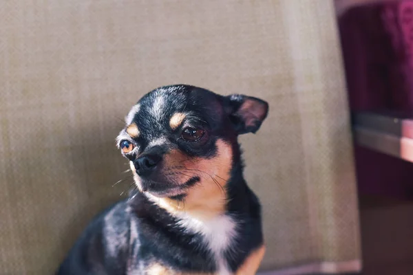 Netter Junger Chihuahua Hund Café Mit Stühlen Freien Sonnenscheineffekt Sommermorgen — Stockfoto