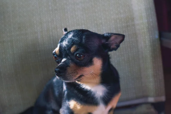 Cute Chihuahua Young Dog Outdoors Cafe Chairs Summer Morning Solar — Stock Photo, Image