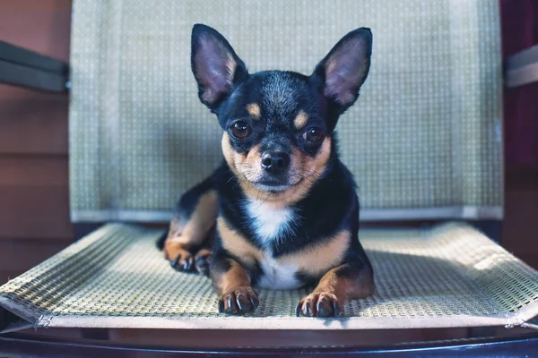 Açık Hava Kafesinde Sandalyeli Şirin Bir Chihuahua Köpeği Yaz Sabahı — Stok fotoğraf