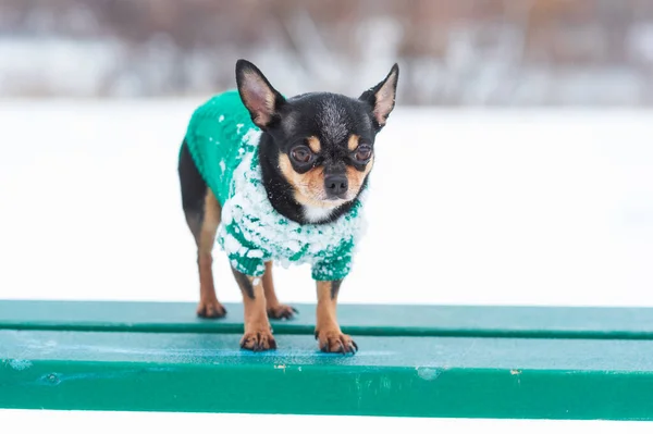 dog jacket cold in the winter. Chihuahua. Dog on a walk in the winter. A lot of snow and a dog. dog