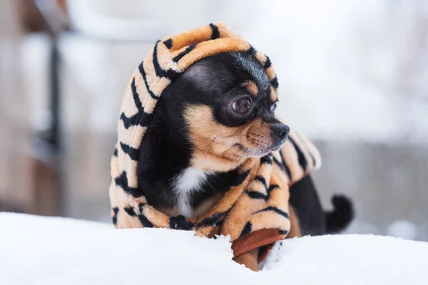 Hundjacka Kall Vintern Det Chihuahua Hund Promenad Vintern Mycket Snö — Stockfoto