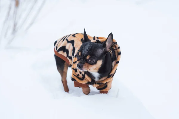 Dog Jacket Cold Winter Chihuahua Dog Walk Winter Lot Snow — Stock Photo, Image