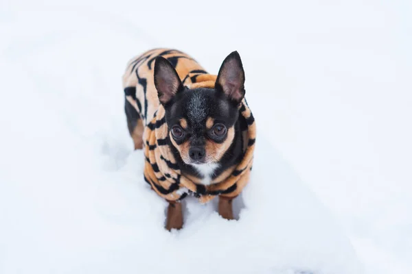 Собачья Куртка Холодная Зимой Чихуахуа Собака Гуляет Зимой Много Снега — стоковое фото