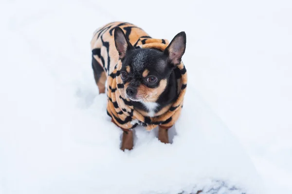 dog jacket cold in the winter. Chihuahua. Dog on a walk in the winter. A lot of snow and a dog. dog