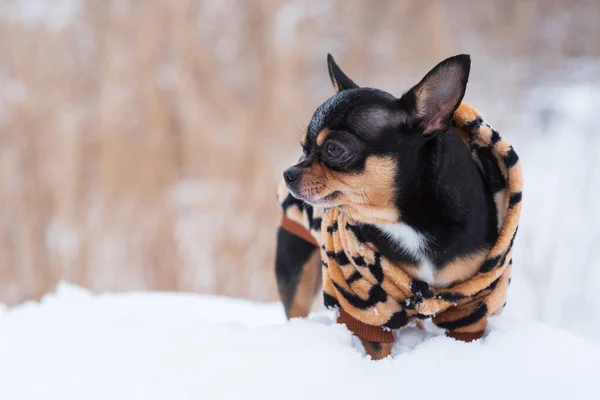 dog jacket cold in the winter. Chihuahua. Dog on a walk in the winter. A lot of snow and a dog. dog