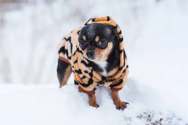 Hundjacka Kall Vintern Det Chihuahua Hund Promenad Vintern Mycket Snö — Stockfoto