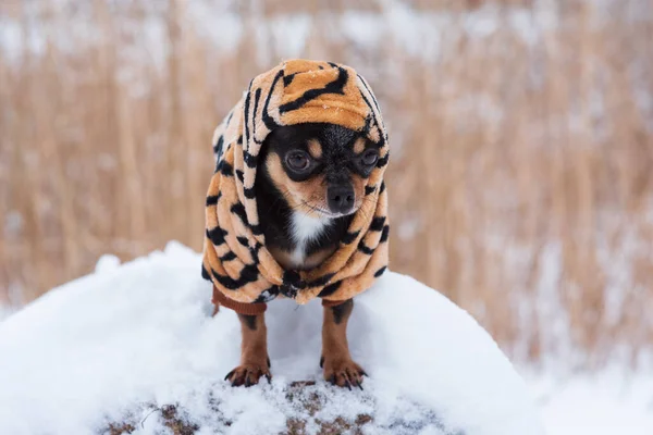 Собачья Куртка Холодная Зимой Чихуахуа Собака Гуляет Зимой Много Снега — стоковое фото