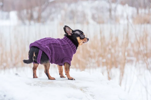 dog jacket cold in the winter. Chihuahua. Dog on a walk in the winter. A lot of snow and a dog. dog