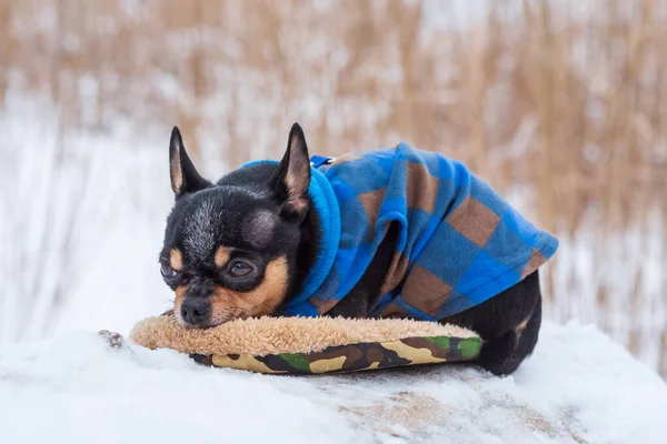 dog jacket cold in the winter. Chihuahua. Dog on a walk in the winter. A lot of snow and a dog. dog