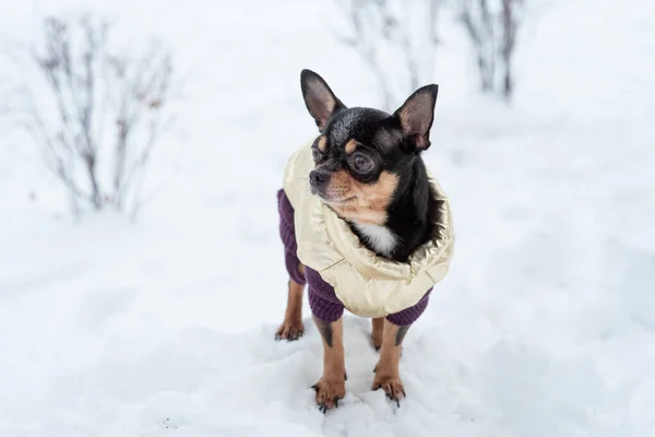 dog jacket cold in the winter. Chihuahua. Dog on a walk in the winter. A lot of snow and a dog. dog