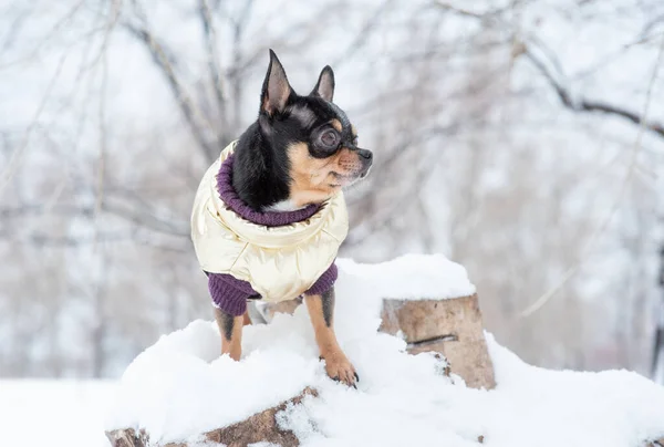 dog jacket cold in the winter. Chihuahua. Dog on a walk in the winter. A lot of snow and a dog. dog