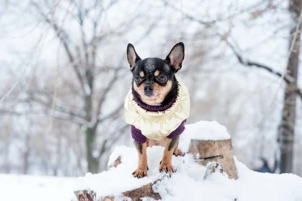 dog jacket cold in the winter. Chihuahua. Dog on a walk in the winter. A lot of snow and a dog. dog