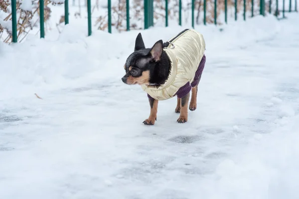 dog jacket cold in the winter. Chihuahua. Dog on a walk in the winter. A lot of snow and a dog. dog