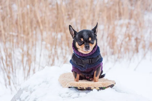 dog jacket cold in the winter. Chihuahua. Dog on a walk in the winter. A lot of snow and a dog. dog