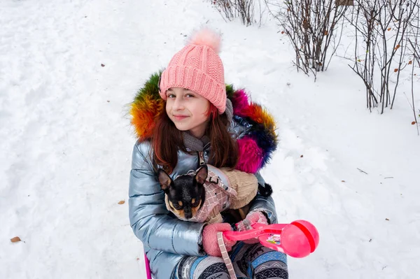 Bella Ragazza Con Chihuahua Sulla Natura Ragazza Adolescente Chihuahua Inverno — Foto Stock