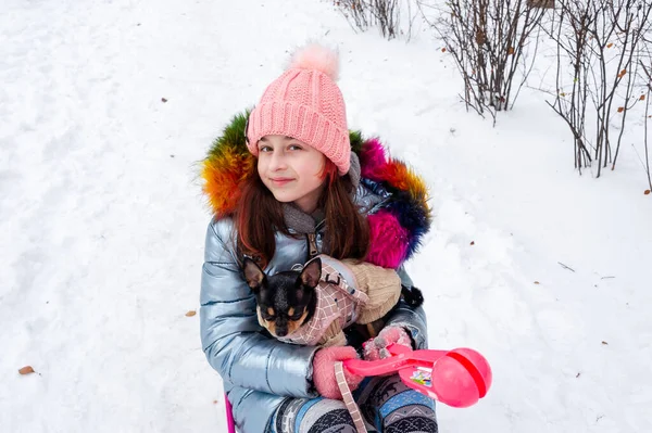 Bella Ragazza Con Chihuahua Sulla Natura Ragazza Adolescente Chihuahua Inverno — Foto Stock