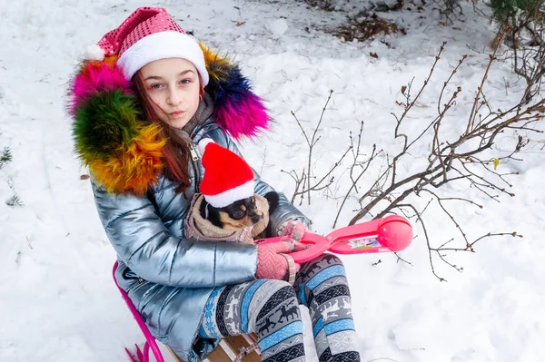 Menina Bonita Com Chihuahua Natureza Menina Adolescente Chihuahua Inverno Rua — Fotografia de Stock