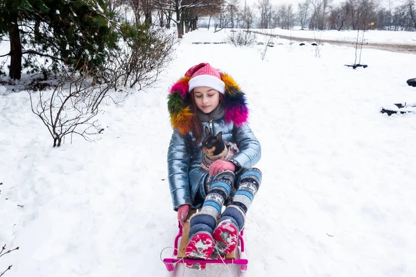 Bella Ragazza Con Chihuahua Sulla Natura Ragazza Adolescente Chihuahua Inverno — Foto Stock