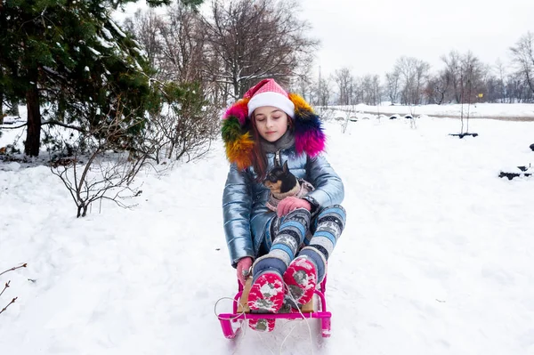 Bella Ragazza Con Chihuahua Sulla Natura Ragazza Adolescente Chihuahua Inverno — Foto Stock