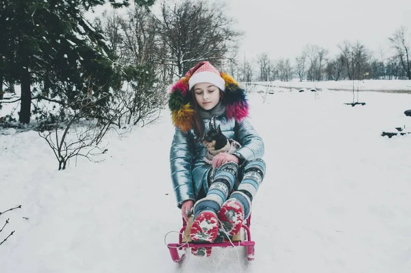 Bella Ragazza Con Chihuahua Sulla Natura Ragazza Adolescente Chihuahua Inverno — Foto Stock