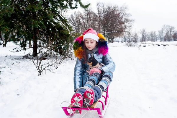 Bella Ragazza Con Chihuahua Sulla Natura Ragazza Adolescente Chihuahua Inverno — Foto Stock