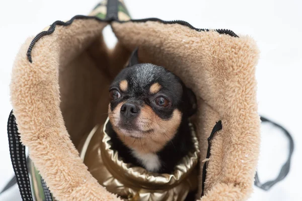 Cão Chihuahua Uma Bolsa Inverno Chihuahua Uma Bolsa Transporte Cães — Fotografia de Stock